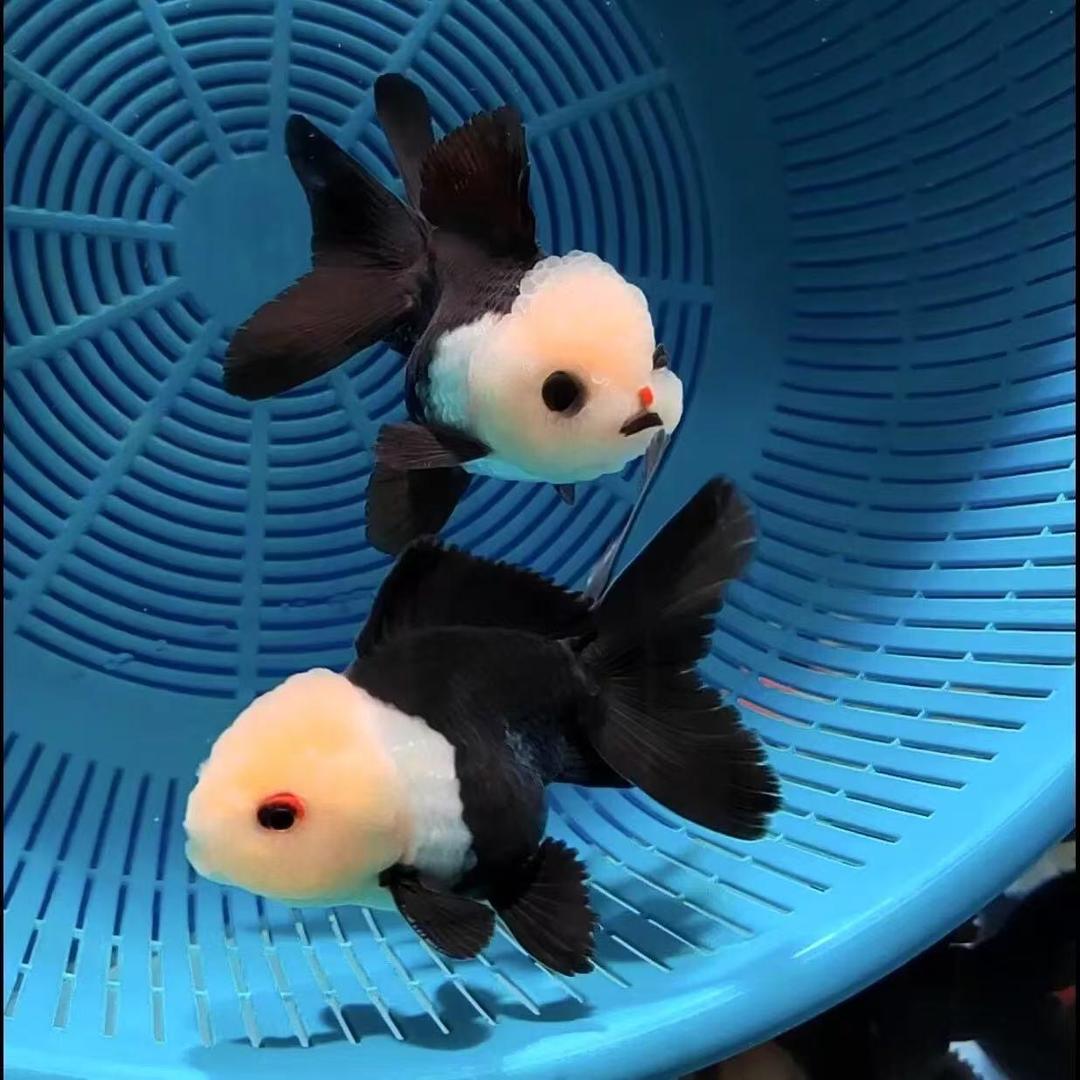 熊猫玛丽