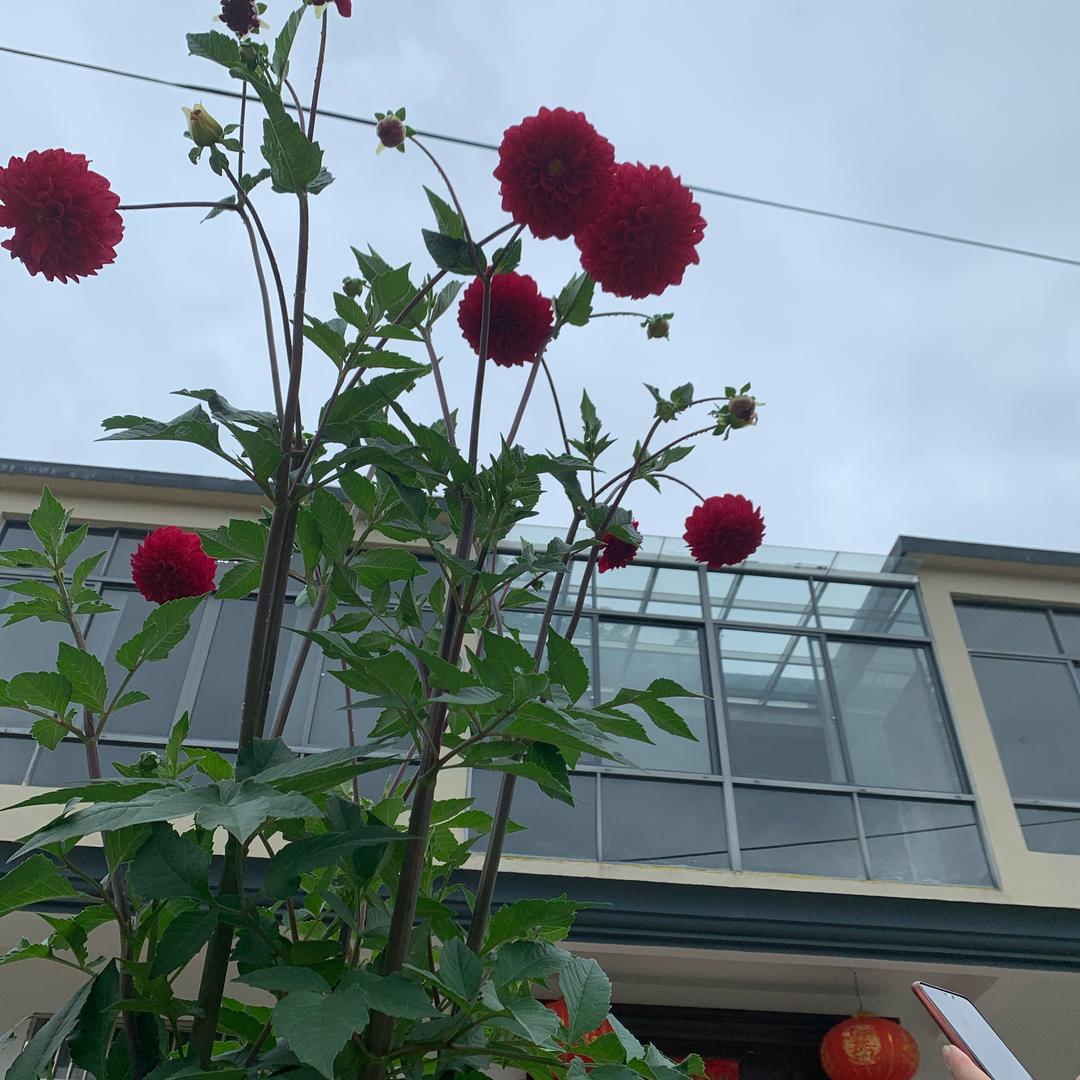 展望未来汪家二姑娘