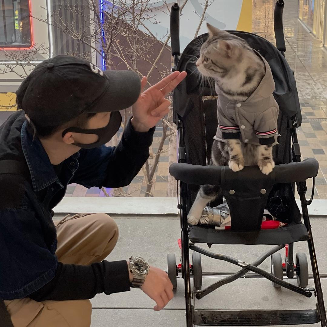 妈耶是只猫
