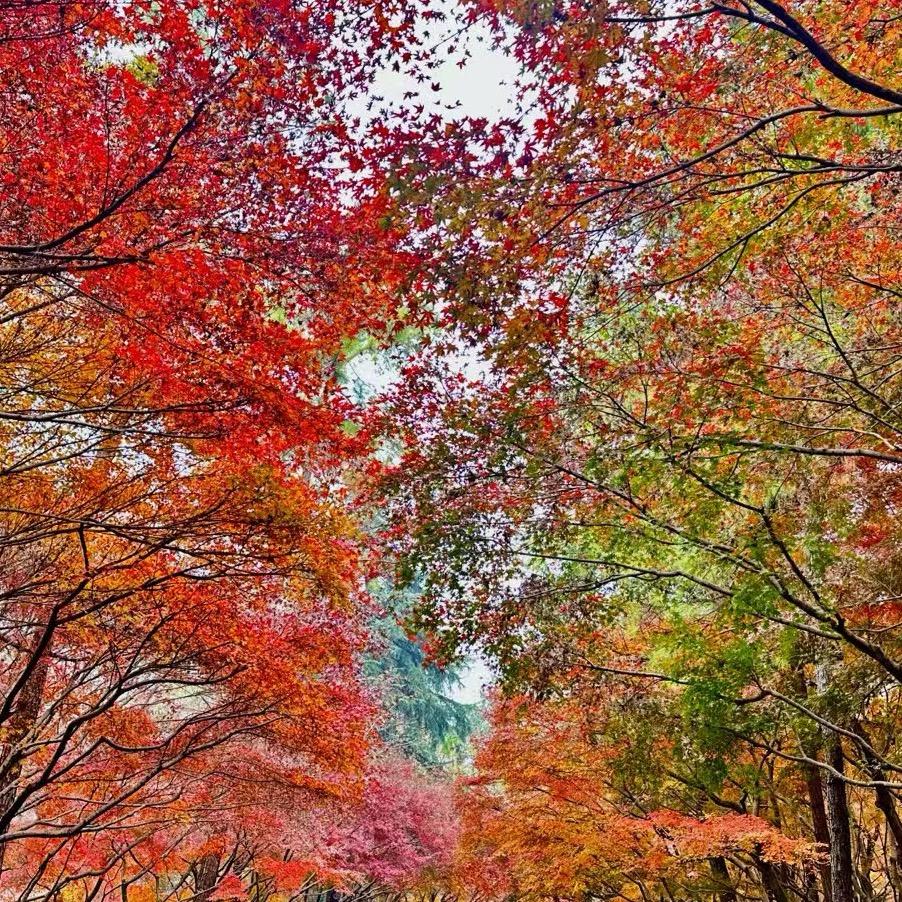 好运伴我浪迹天涯