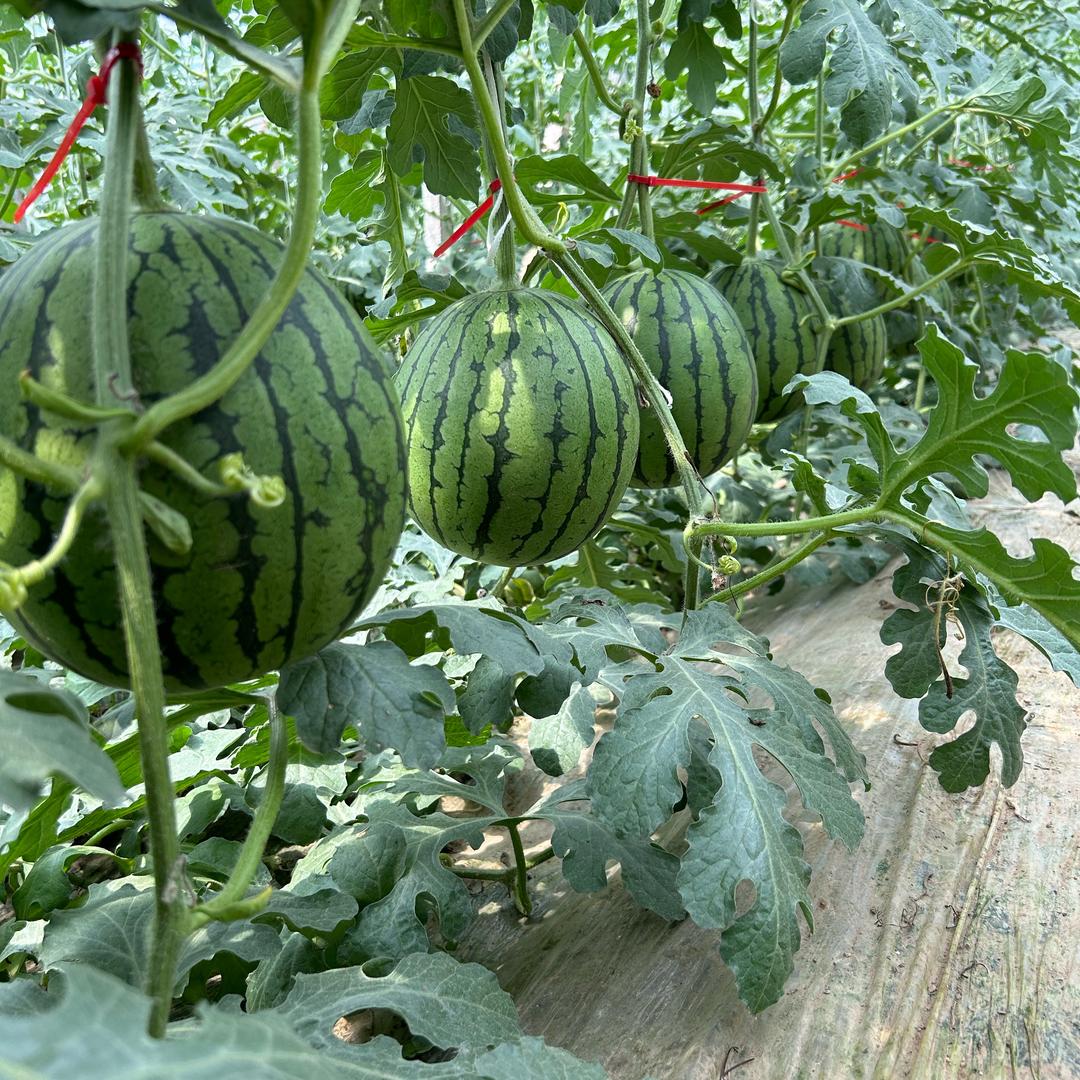 昌乐县煜和瓜菜专业合作社