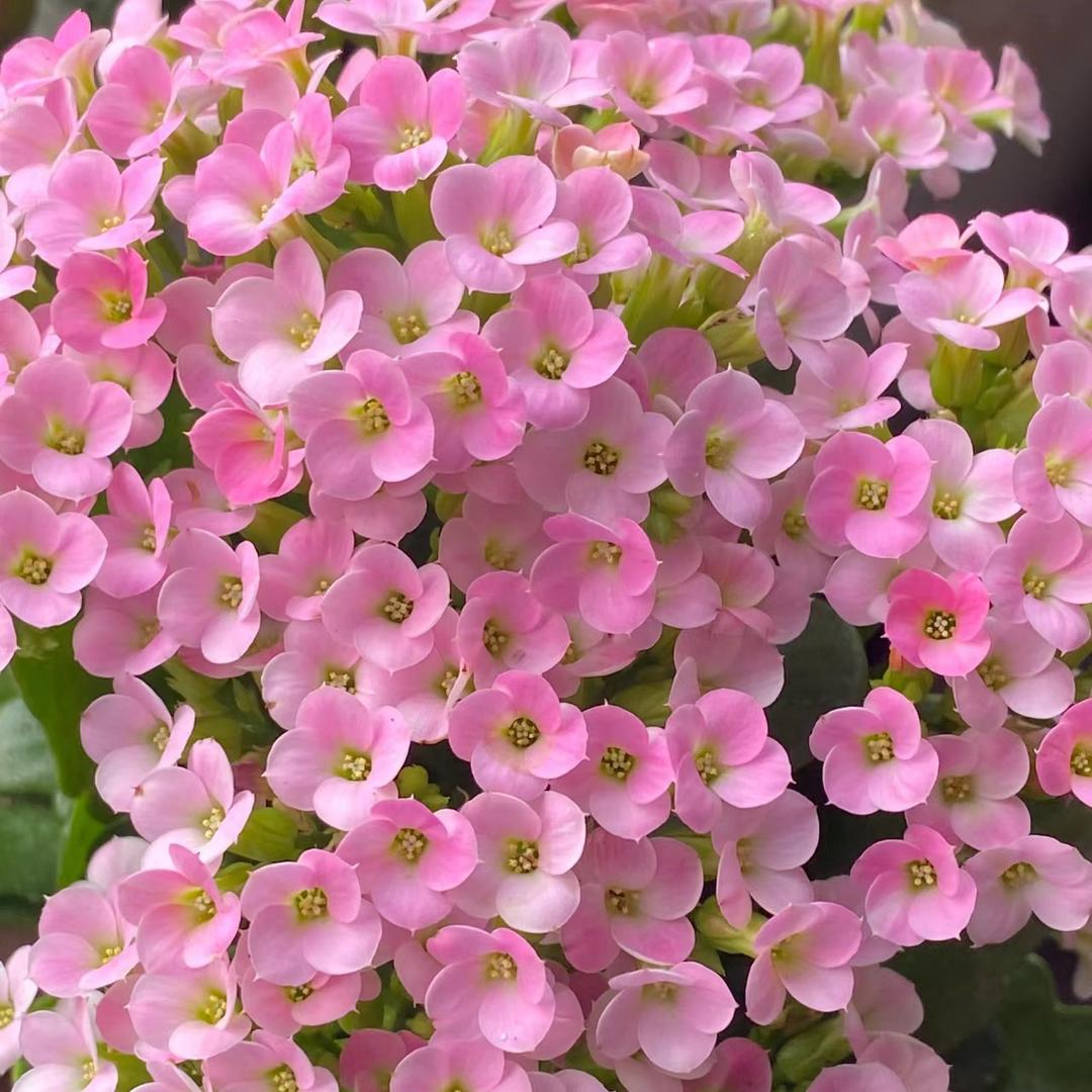 瑞池花卉