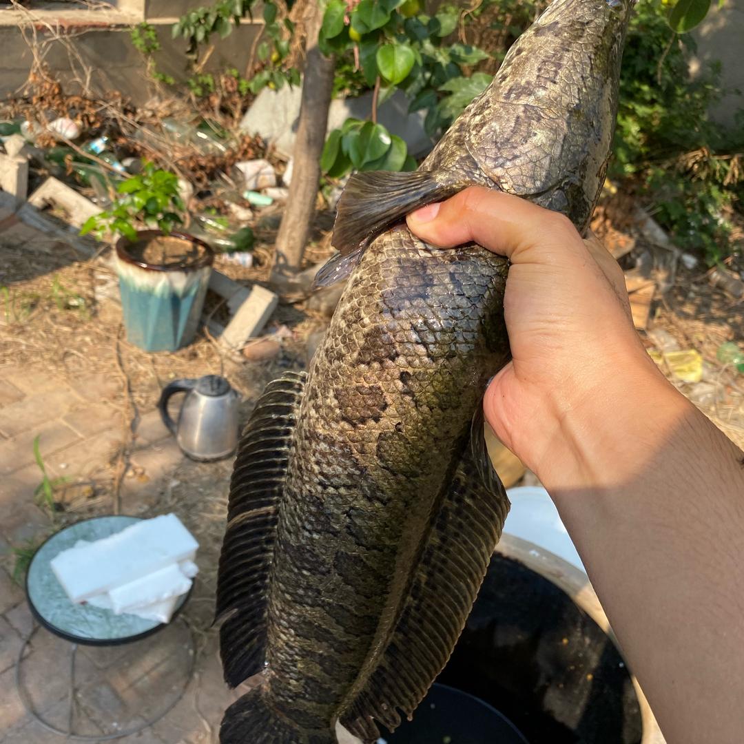 性感大老黑