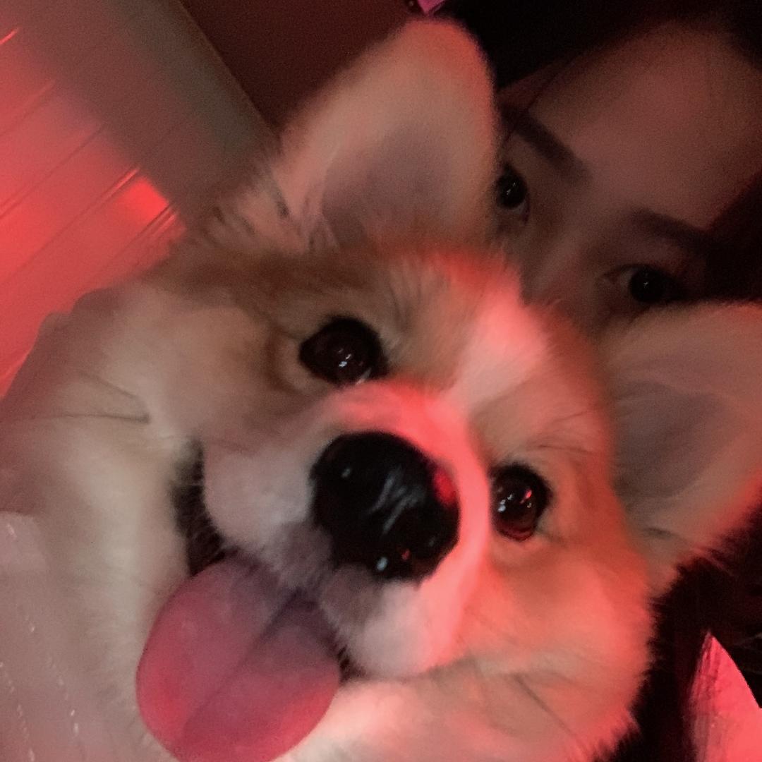 柯基小丸子🍡__