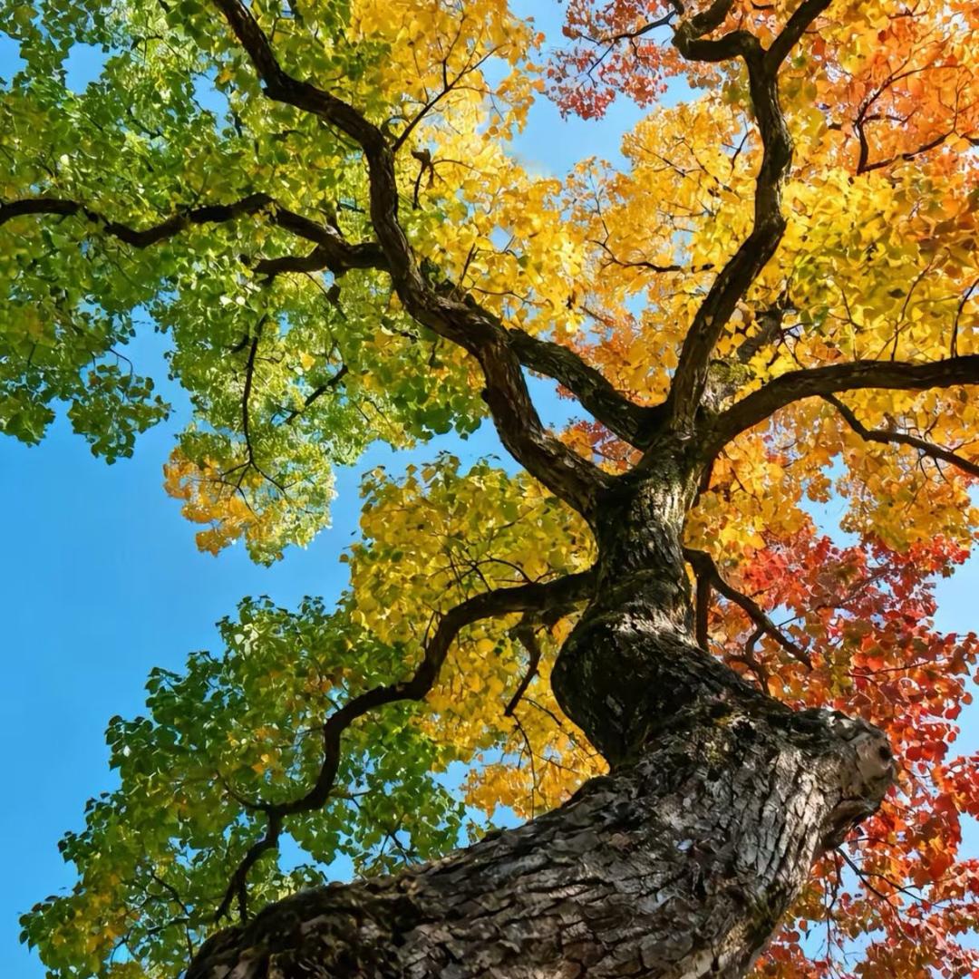 再见少年拉满弓