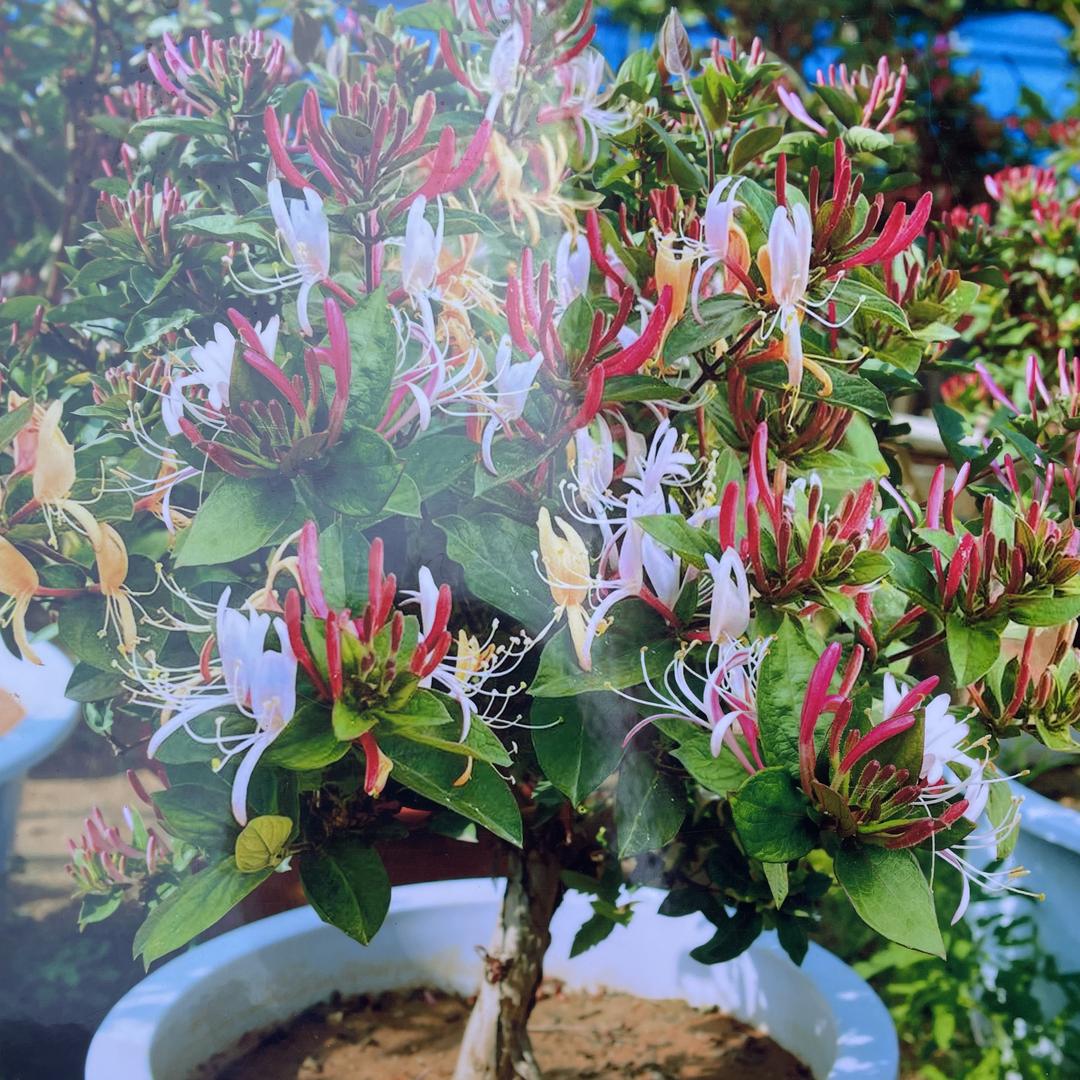 启花果树苗木专营店
