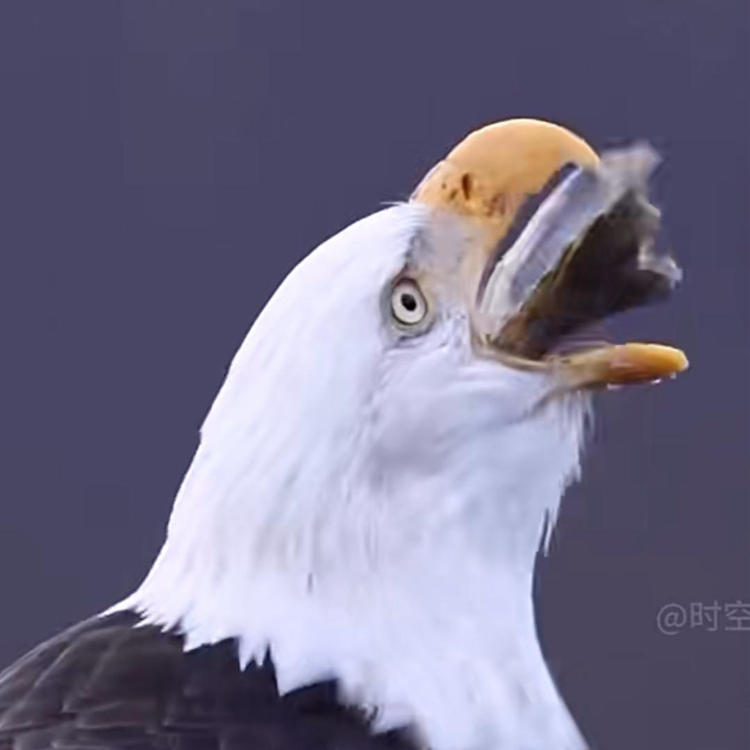 青龙🐉.．任🐲🐔