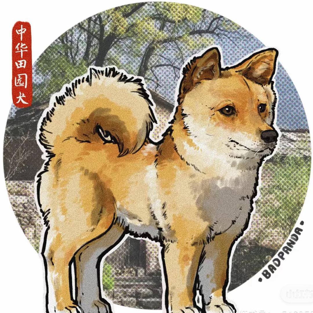 田园浪浪犬