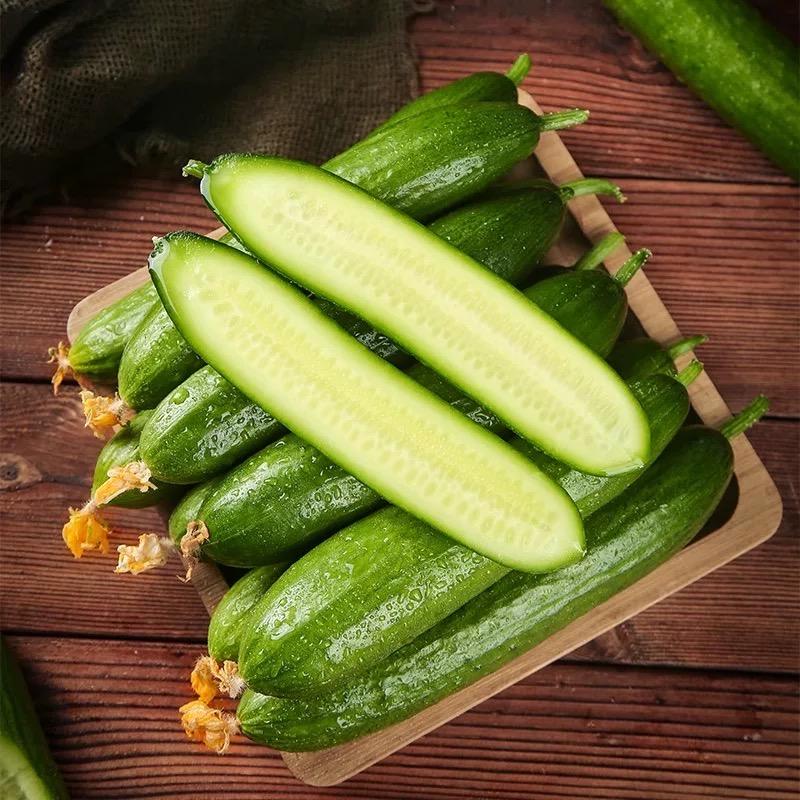 现摘现发水果小黄瓜