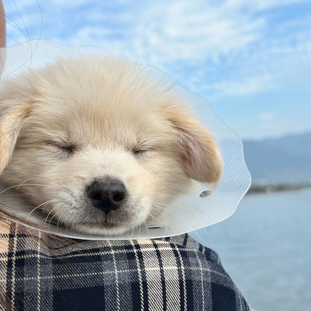毛孩子饿了