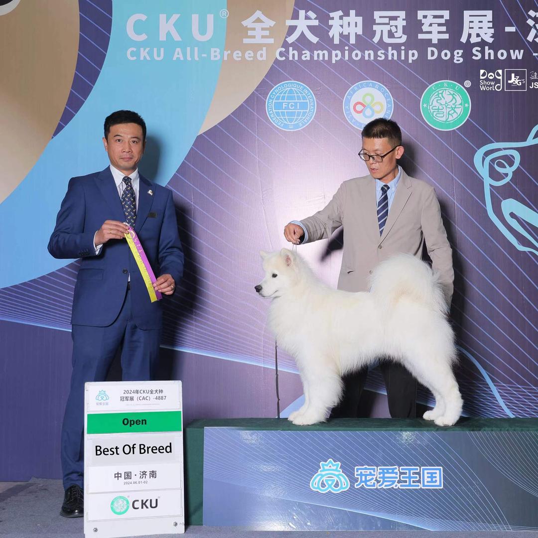 美萨萨摩耶Kennel（别叫我刘总）