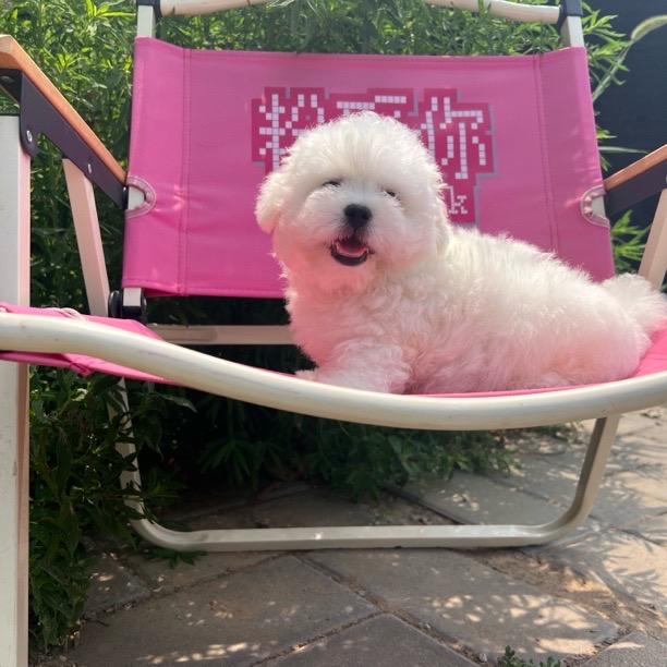 北京瑞祥青桔宠物繁育中心