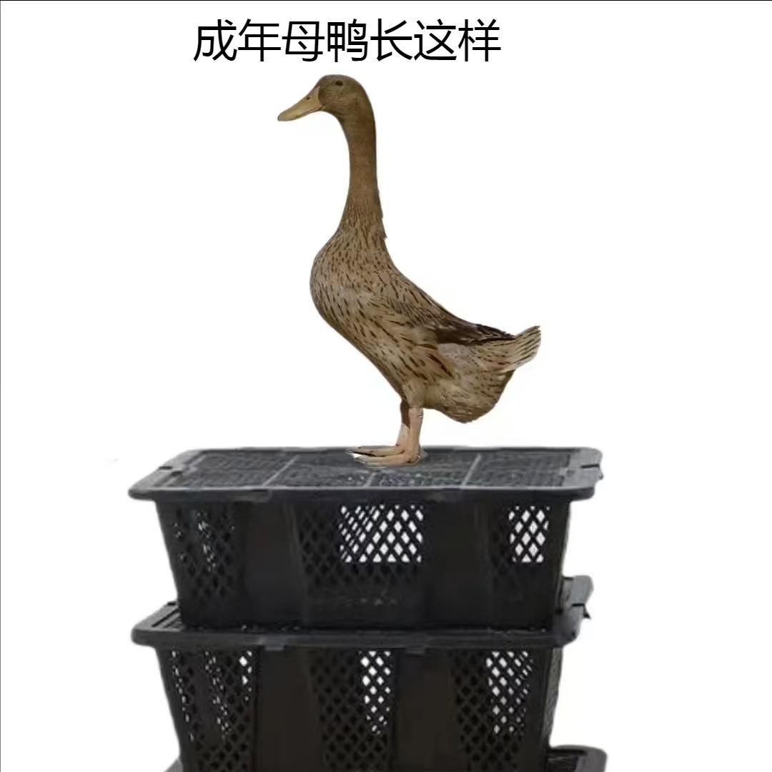 邻水吴名2号店【橦橦】