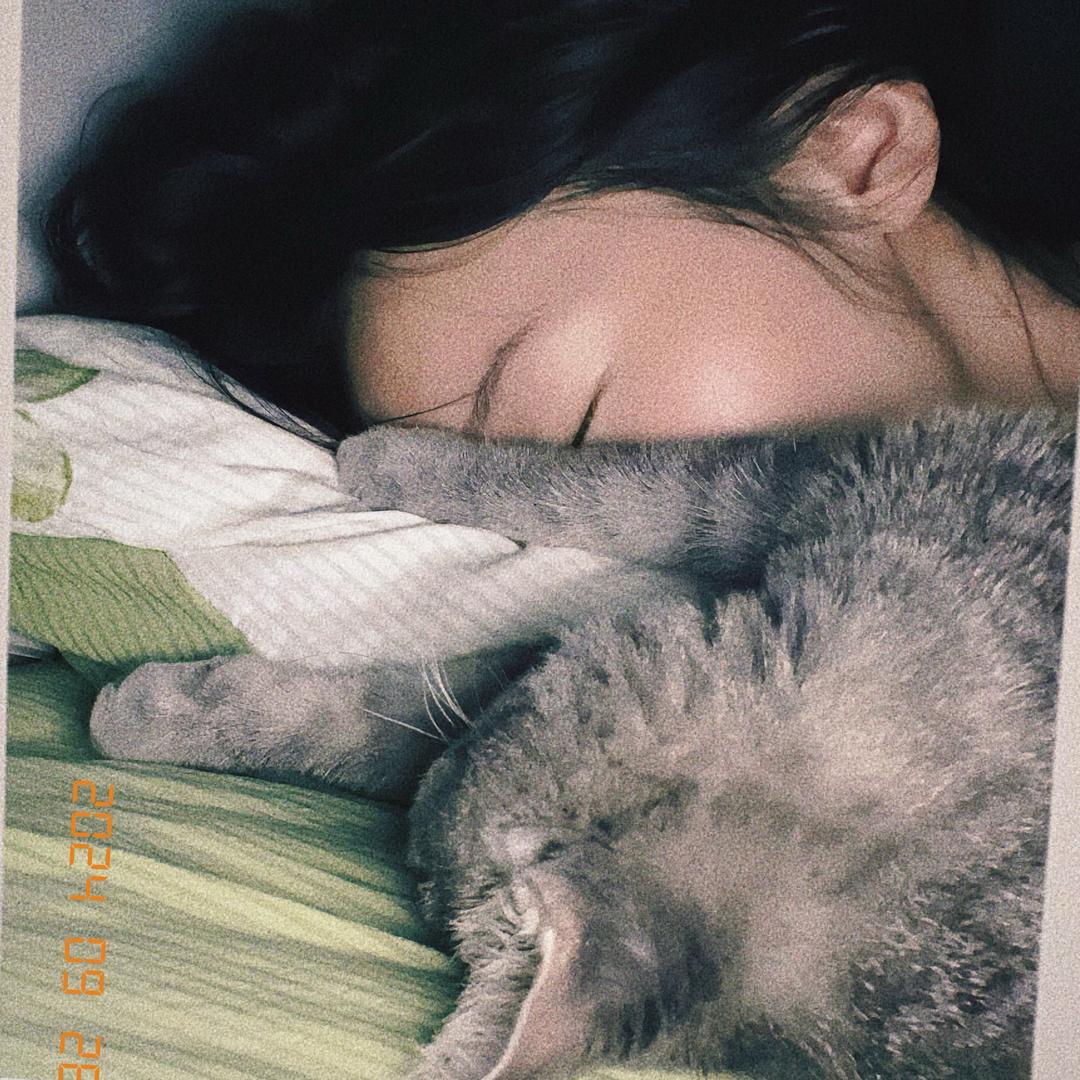 邪恶莫蒂家里的小猫