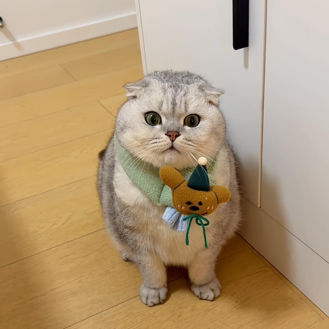 小怪怪🐈