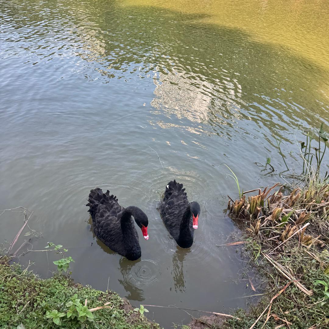 小雪儿（任丘刘亦菲.）