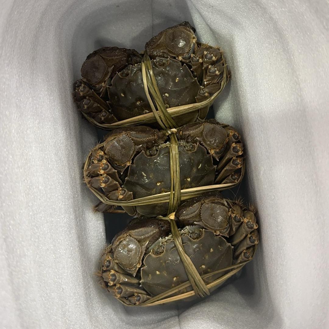 兴化众鑫大闸蟹