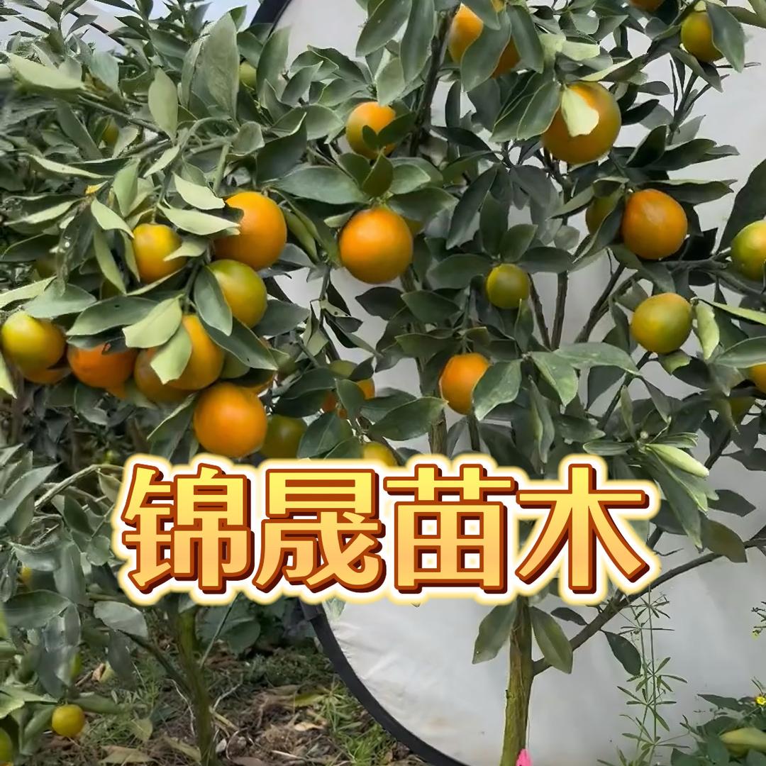 锦晟苗木