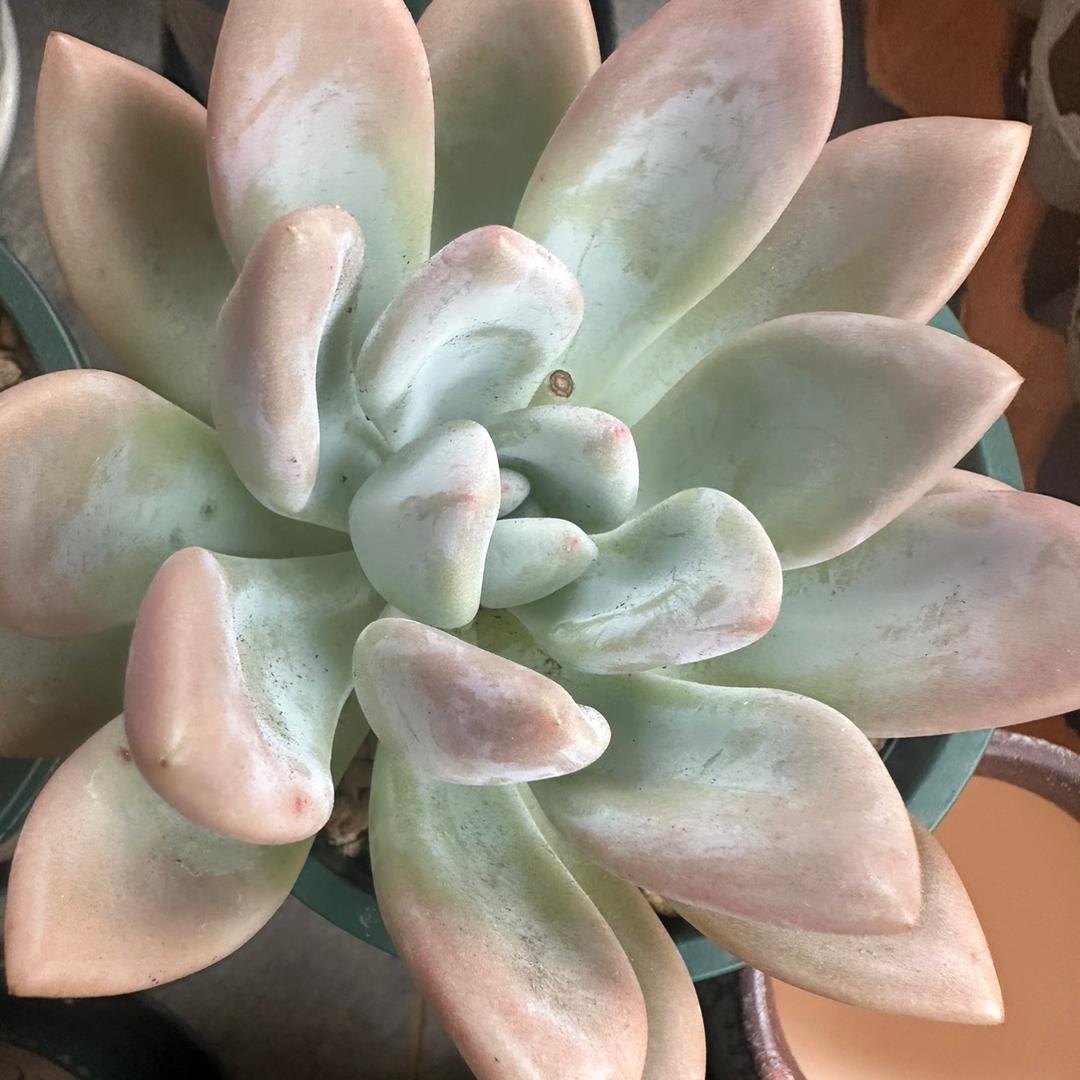 叶子的小院