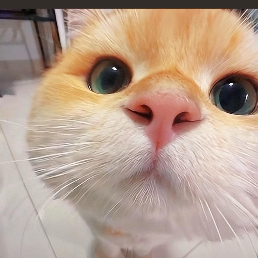 没有耳朵会失眠