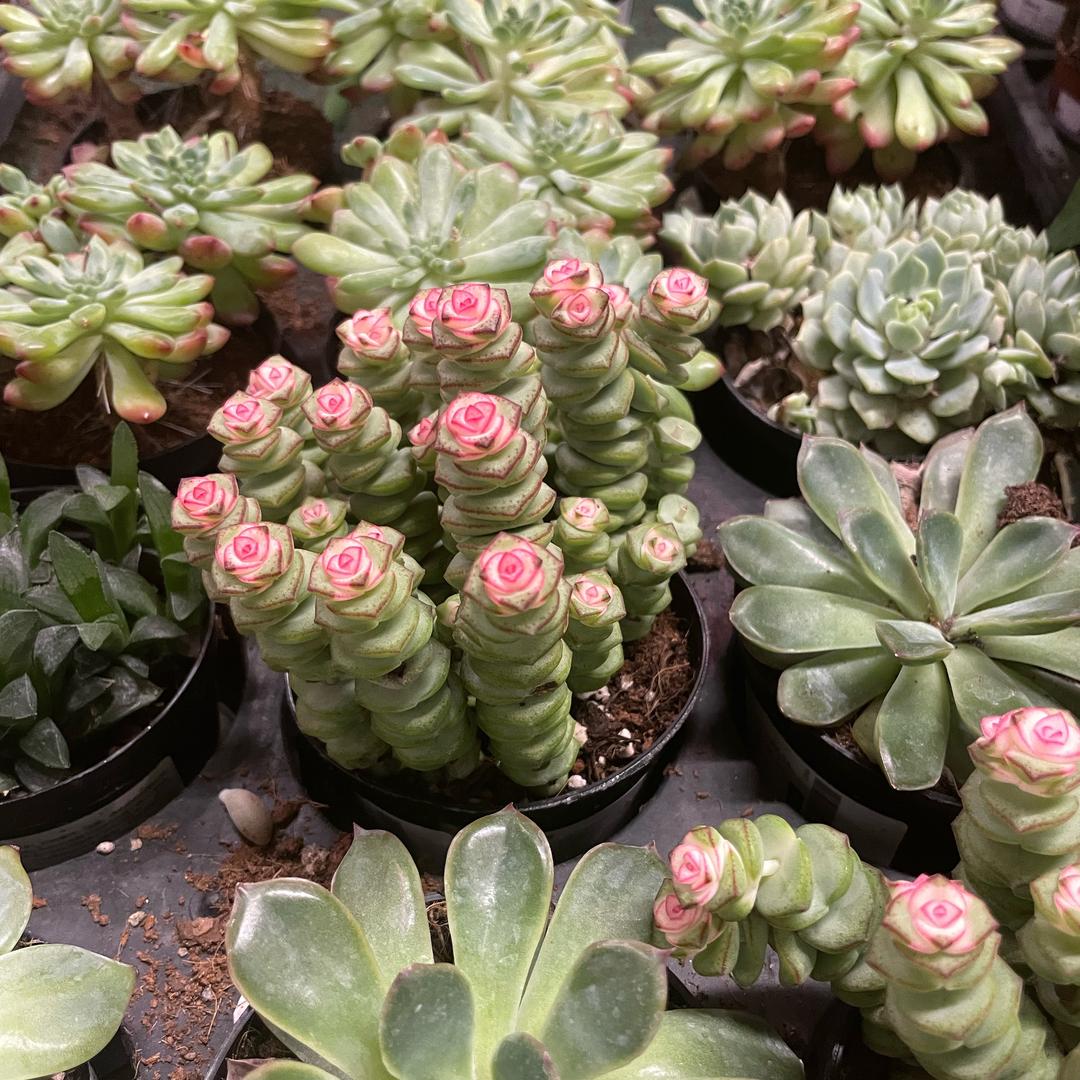 茉莉紫枫