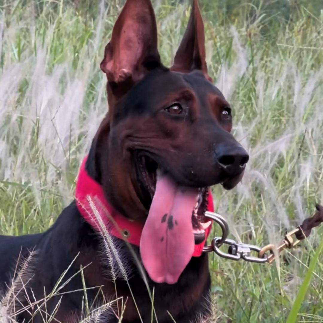 狼犬玩家