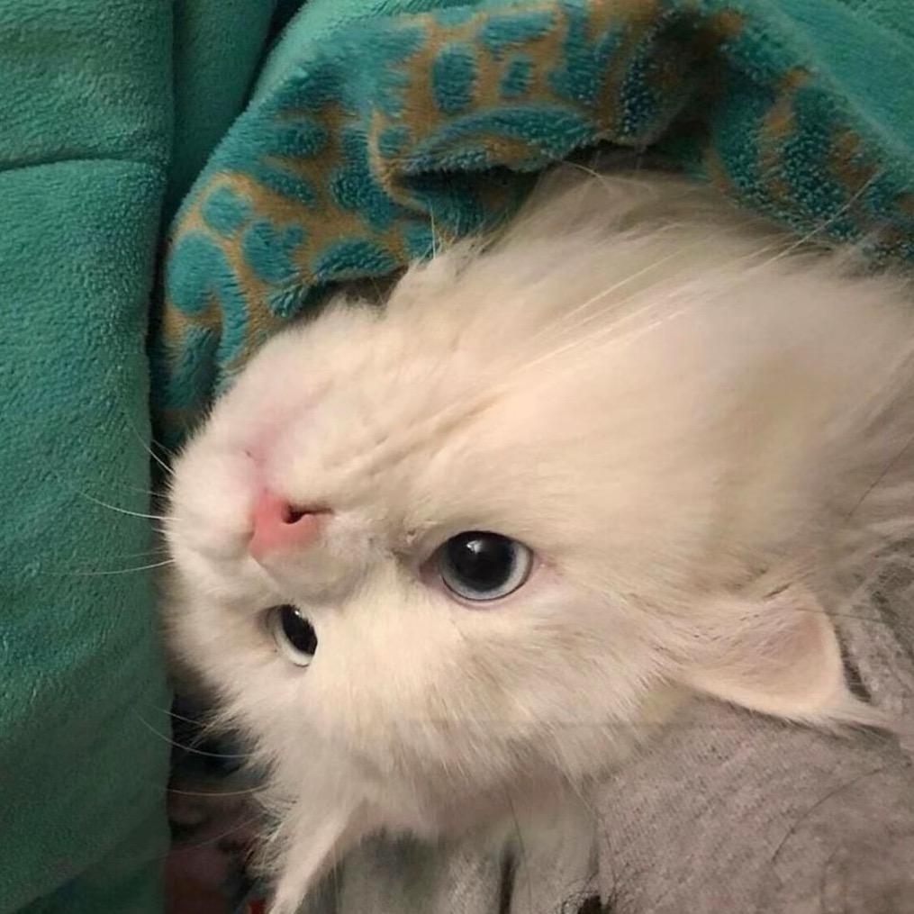 qaq