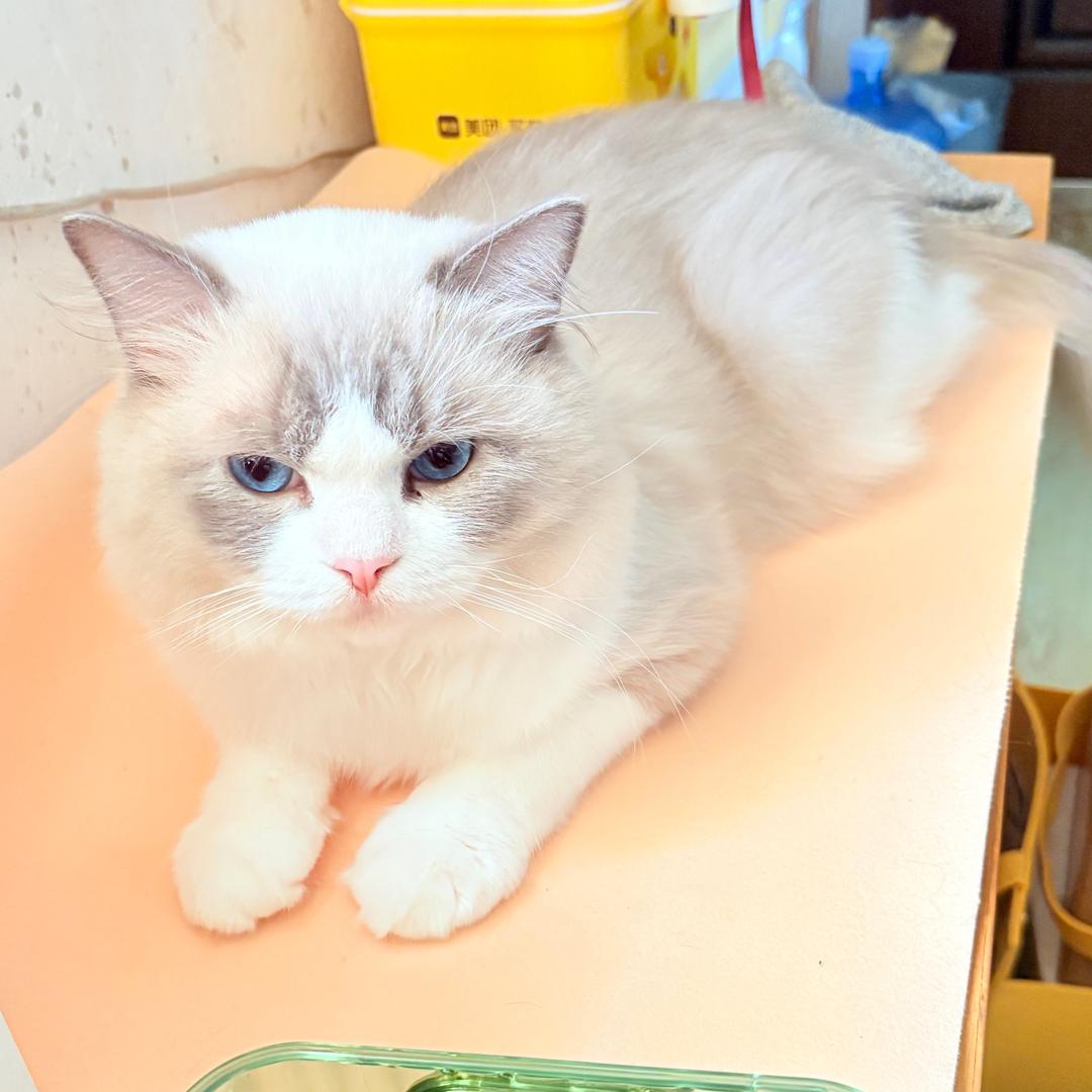 小咪是只布偶猫（亲测省💰版）