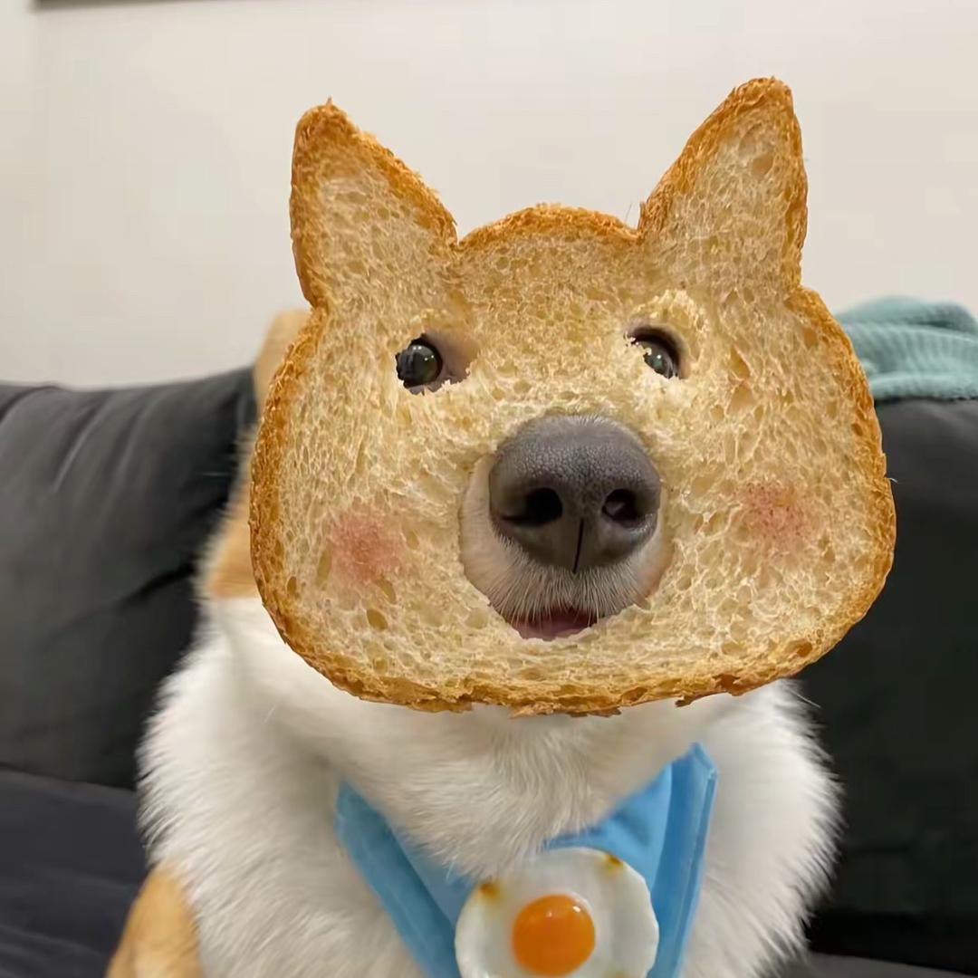 伈伽边牧