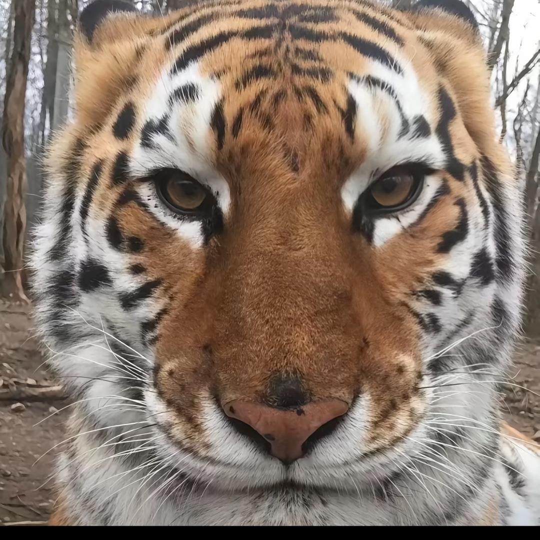张大富
