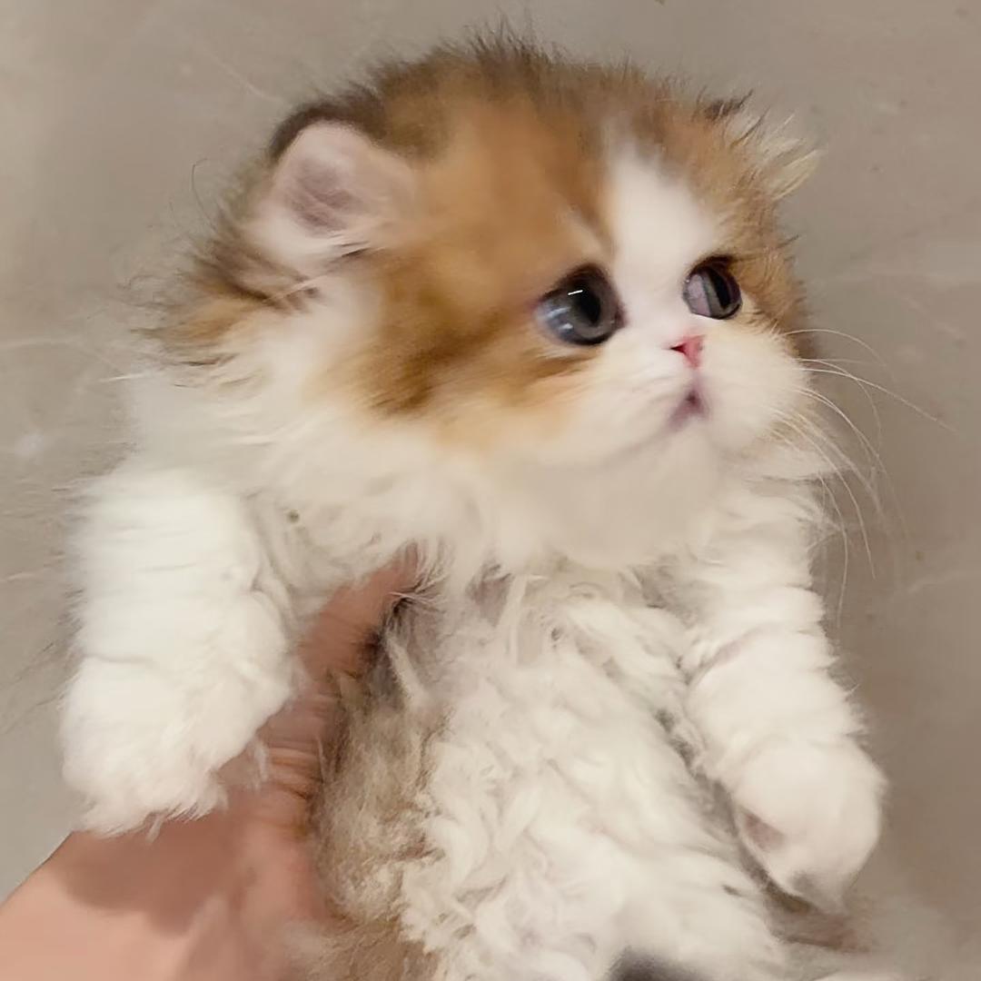 喵墩墩🍓米努特矮脚Cattery
