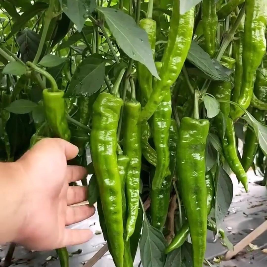 蔬菜种植技术员