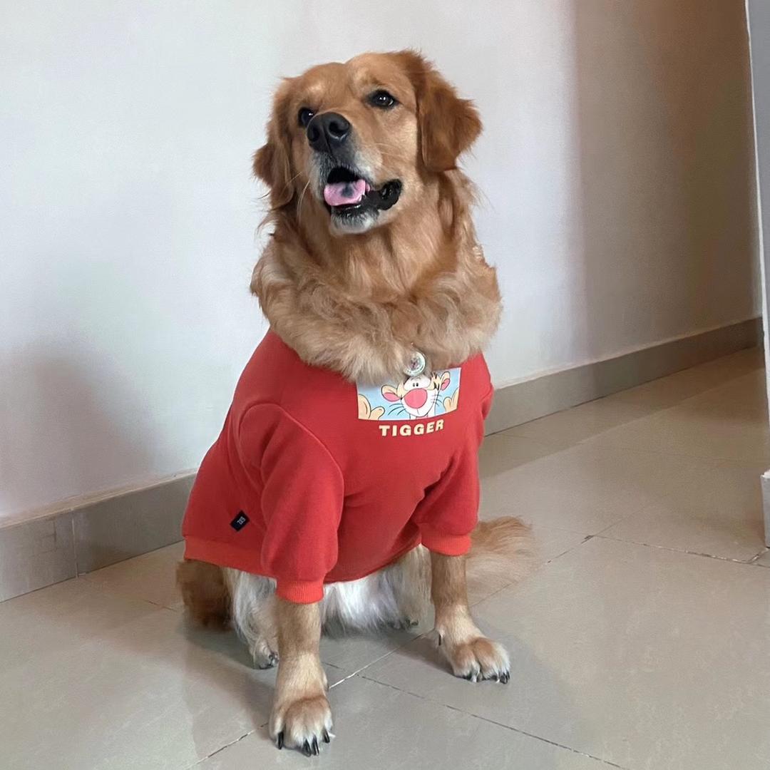小金毛Lucky