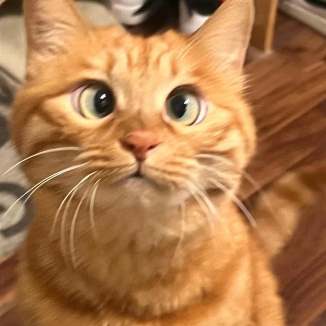 猫meme嘣嘣