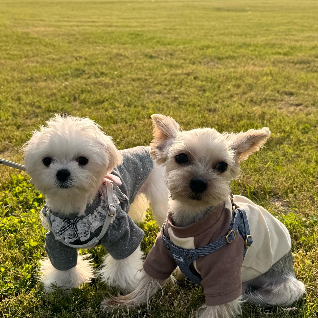 悠悠&绵绵🍚