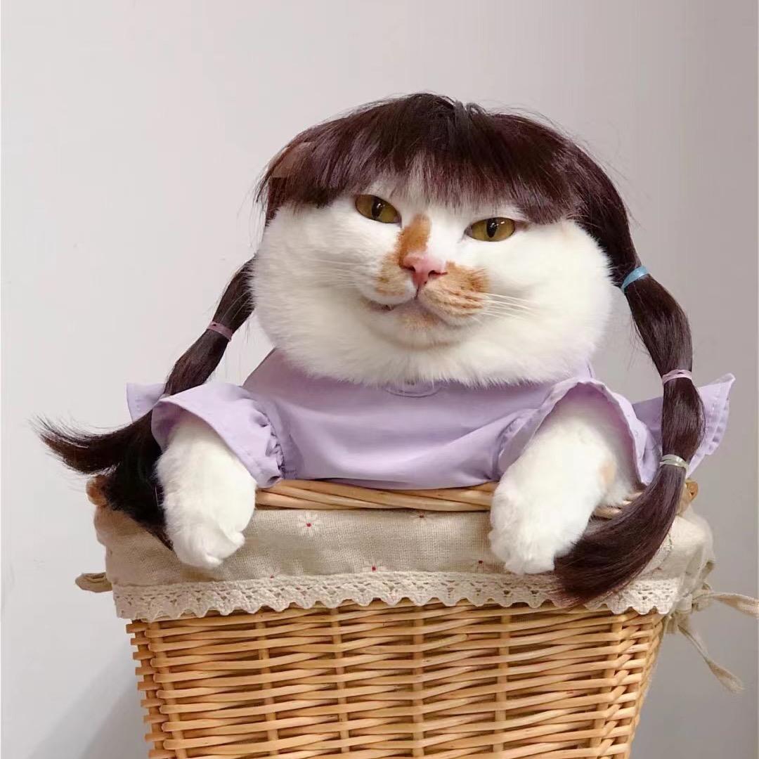 养一只蚊子