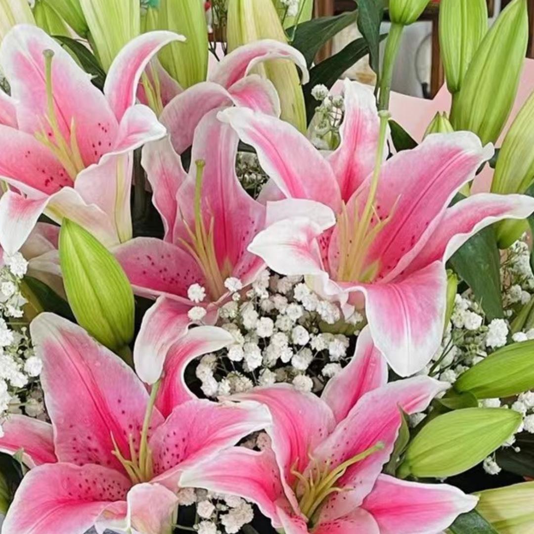 我是一头笨笨猪🐷🐷🐷🐷🐷🐷