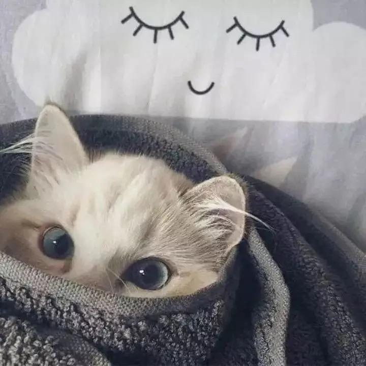 健康的西瓜
