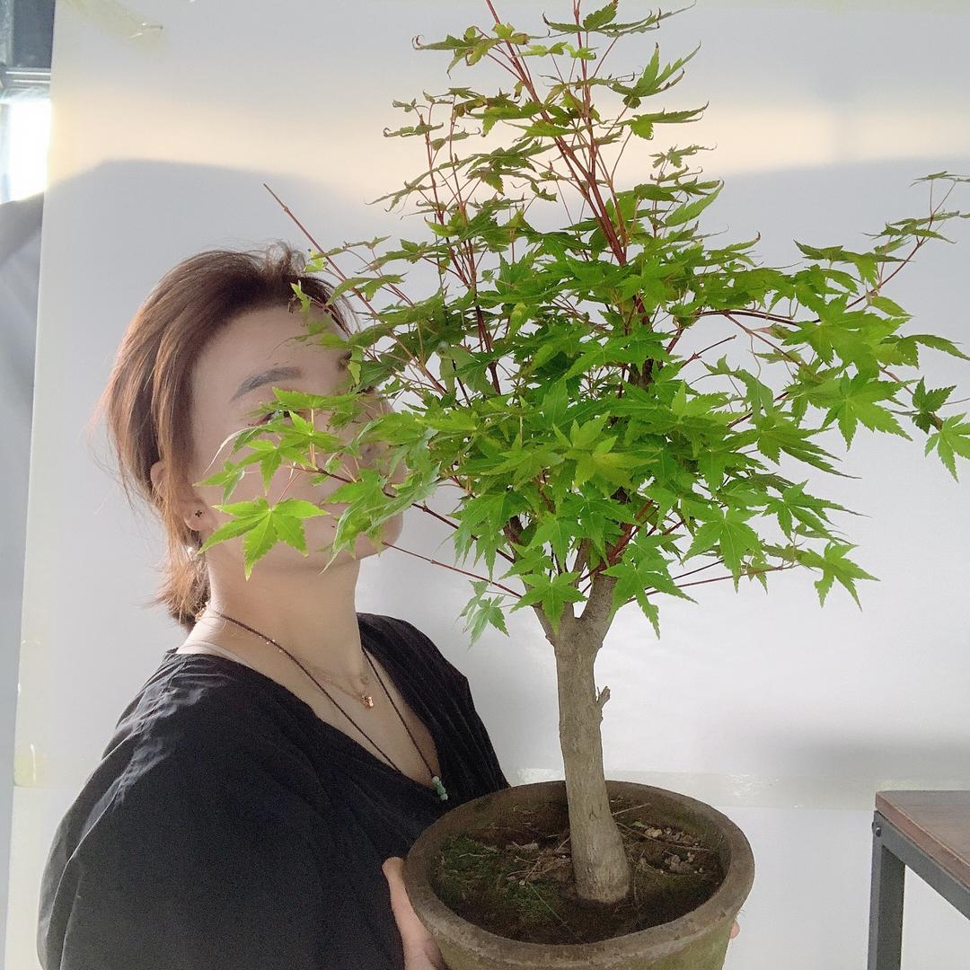 绿之苒盆景