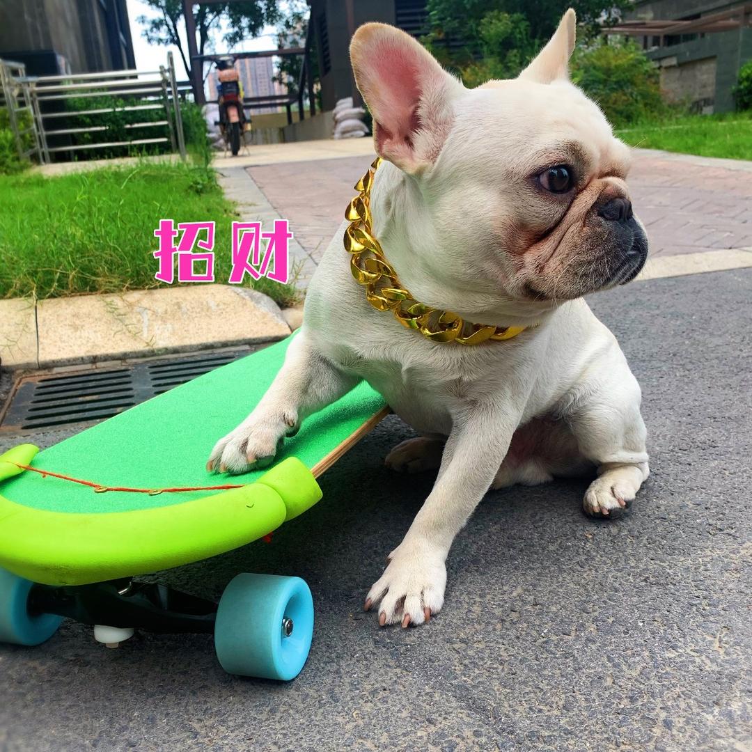 滑板狗招财（好兄弟训犬）@抖音