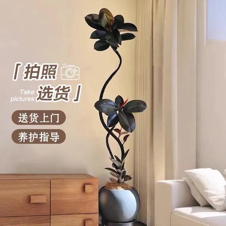 森呼吸种植园