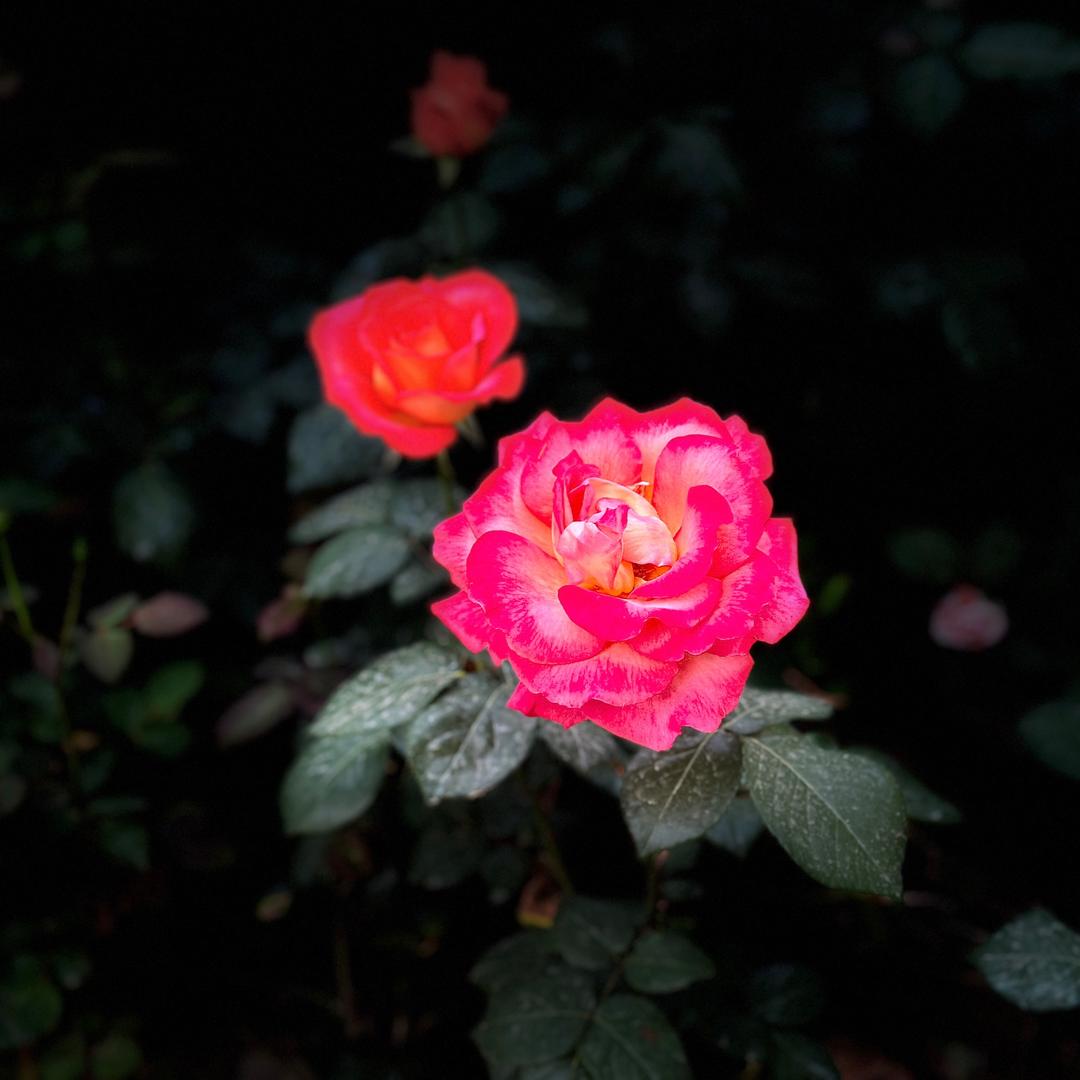 菊