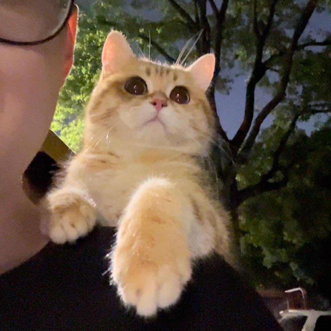 大橘为重cat