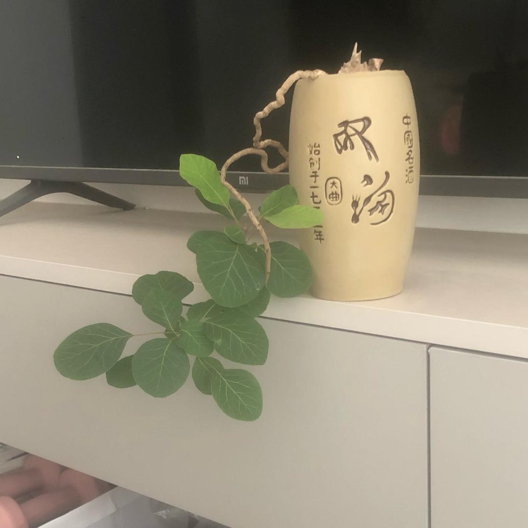 神都医哥