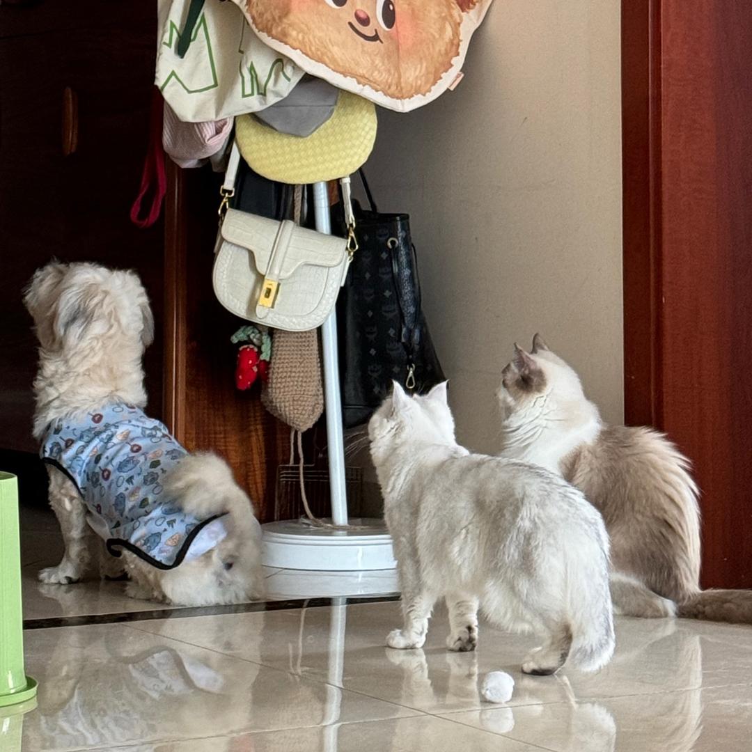 把我罐头开一下