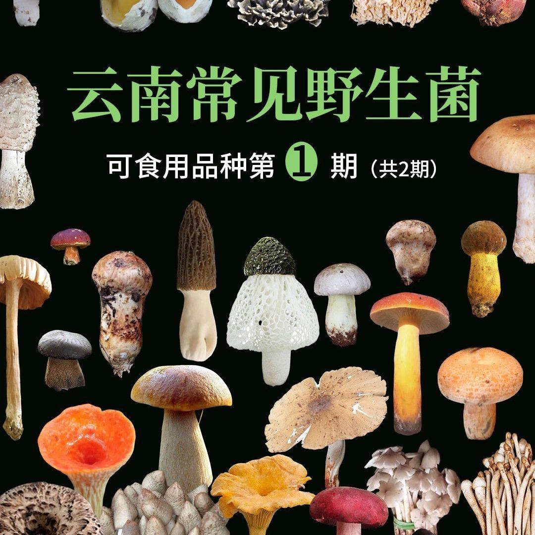 舌尖上的野生菌🍄