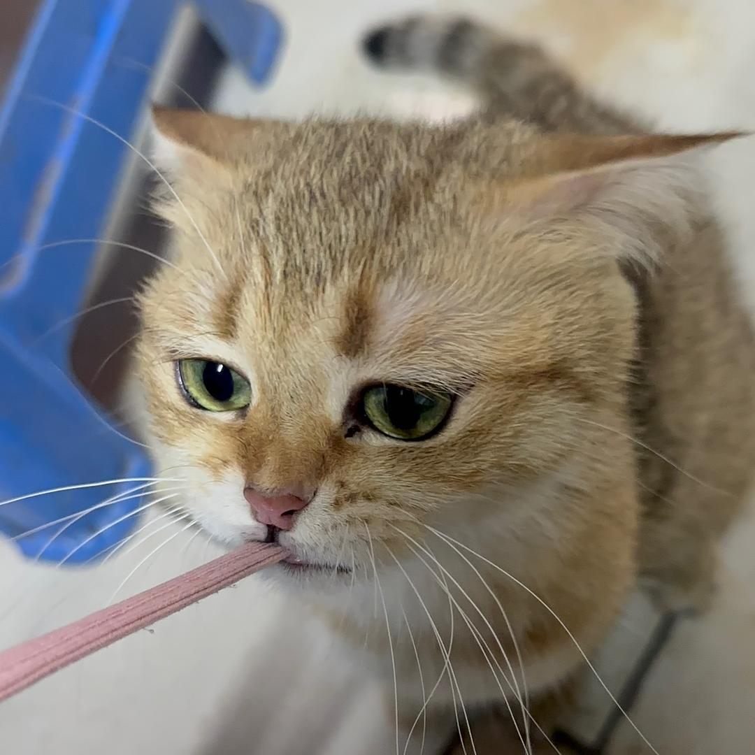 小趴菜本菜🥬（🔝🎁）