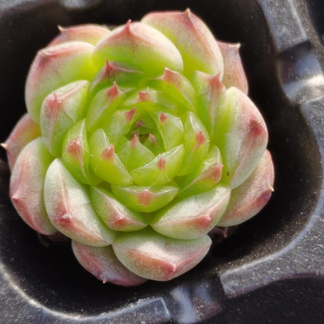 三棵树多肉园艺