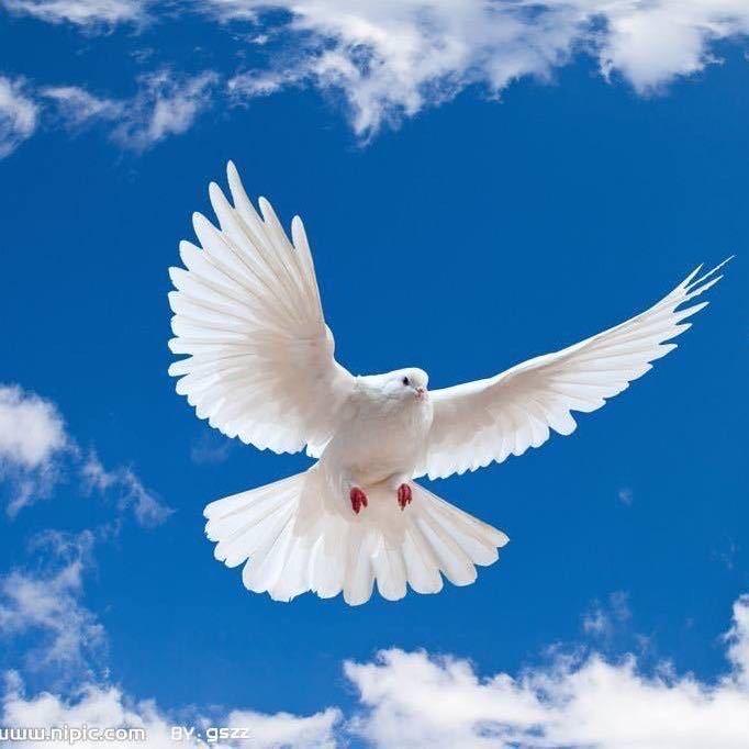 兵书记李八一