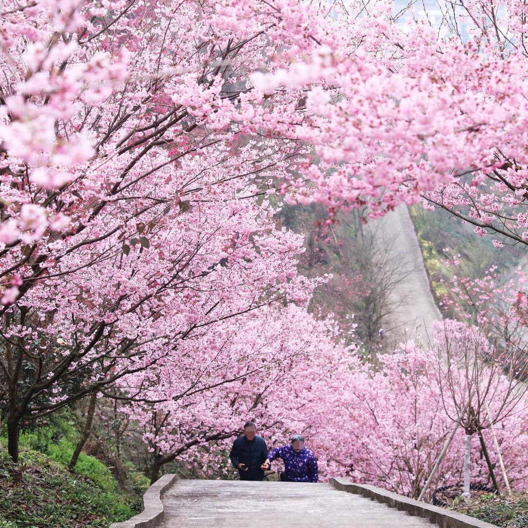 泸州丹林樱花谷
